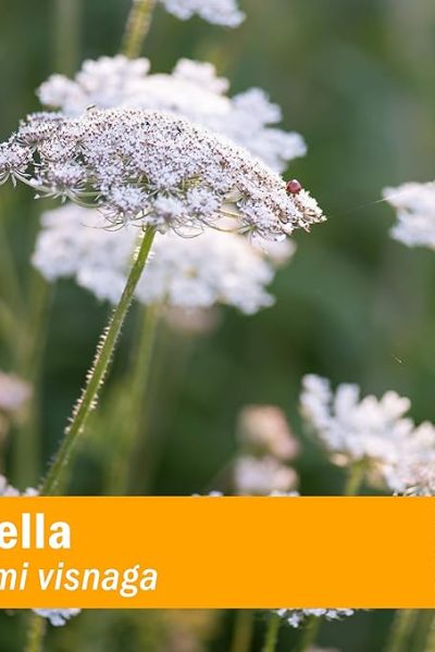 Alternative Medicine Health Benefits of Khella